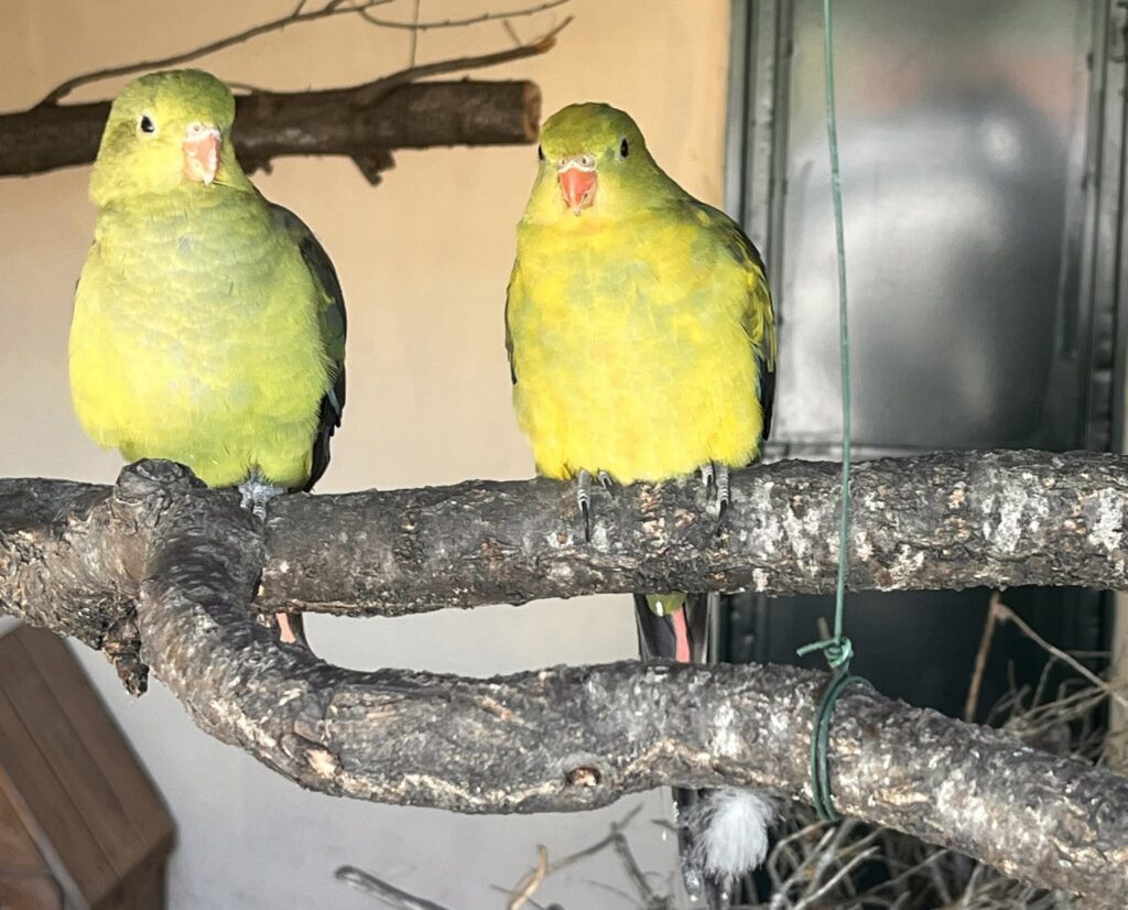 Especies agapornis zoo de las aves en Herrera de Pisuerga recuperado después del incendio